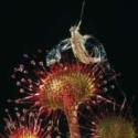 Planta carnívora (Drosera rotundifolia) (foto de José Luis Rodríguez)