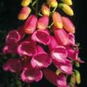 Dedalera (Digitalis thapsi) (foto de José Luis Rodríguez)
