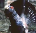 Urogallo (foto de José Luis Rodríguez)