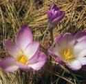 Crocus carpetanus (foto de José Luis Rodríguez)