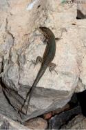 Excursión al faro de Tramuntana (sa Dragonera, Mallorca) (por Pepo Paz Saz, de Eco-Viajes)