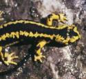Salamandra (foto de José Luis Rodríguez)