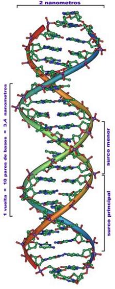 Estructura de un segmento de una doble hélice de ADN