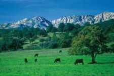 Cabaña bovina en el valle del Tiétar (foto de José Luis Rodríguez)